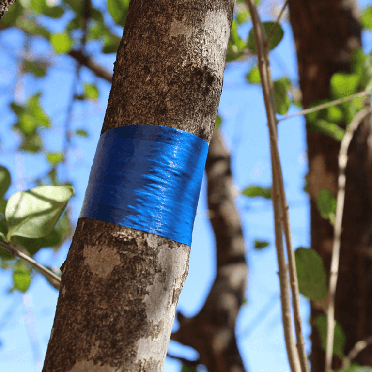 Nursery Roll Flagging In The Field Blue