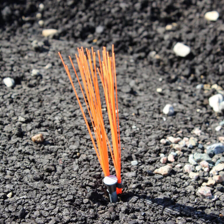 Whiskers In The Field Orange Glo