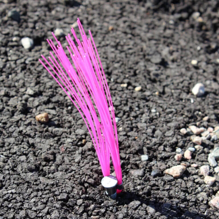 Whiskers In The Field Pink Glo