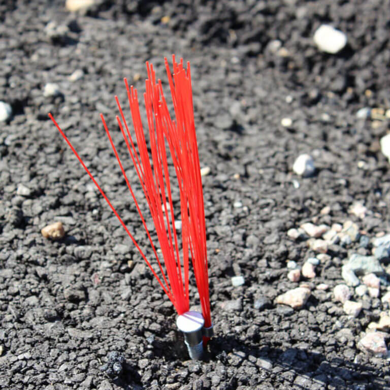 Whiskers In The Field Red