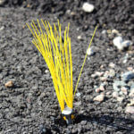 Whiskers In The Field Yellow